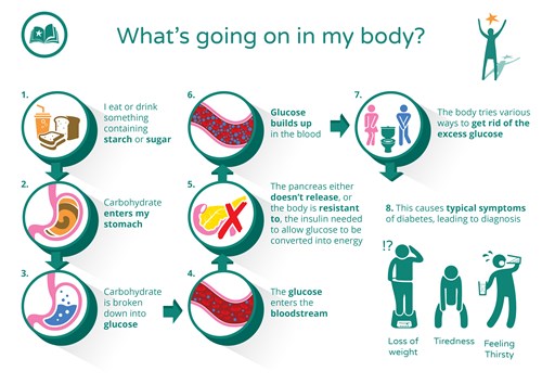 I eat or drinking something containing sugar or starch; carbohydrate enters my stomach; carbohydrate is broken down into glucose; glucose enters the bloodstream; the pancreas either doesn't release, or the body is resistant to, the insulin needed to allow glucose to be converted into energy; glucose builds up in the blood, the body tries various ways to get rid of the excess glucose; this causes typical symptoms of diabetes, leading to diagnosis